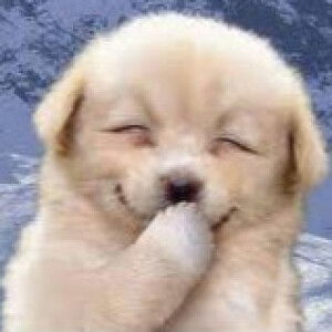 Aimee Telen profile icon