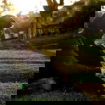 intan puteri profile icon