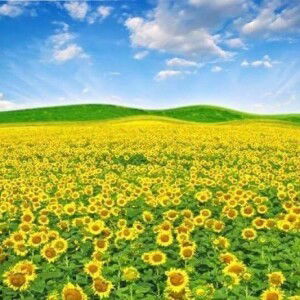 Mai Huong profile icon