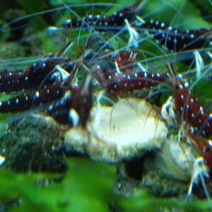 Atha Hand profile icon