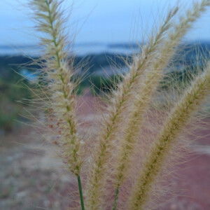 Elvina Khairany profile icon