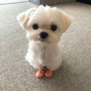 Monaa gh profile icon