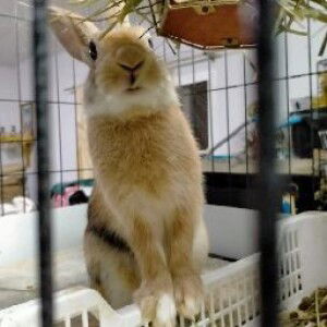 Sutthida Chomsantikul profile icon