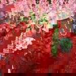 Eva Diela Susanti profile icon