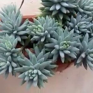 Nurzahrani profile icon