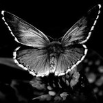 Rose Indita profile icon