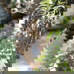 Shayne Lopez profile icon