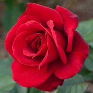 Mar Diana profile icon