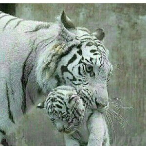 Dyah Wahono profile icon