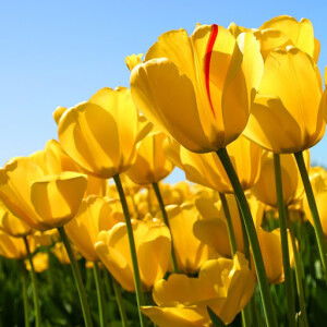 Gandara17 profile icon