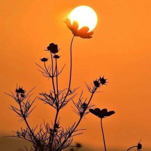 A'yun Al Meisur profile icon