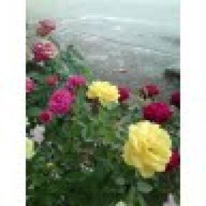 ANISAH OTHMAN profile icon