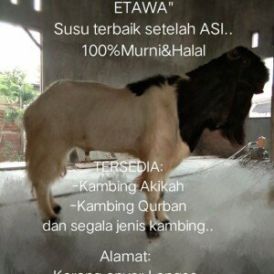 Kukuh M Shiddiq profile icon