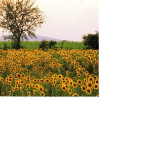 วกัณฑิมา profile icon