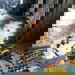 Rosdiana Diana profile icon