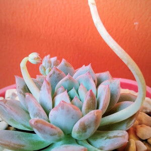 Almira “almira's garden” profile icon