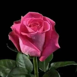 Racquel Recla profile icon