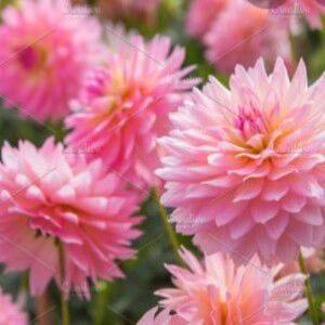 Karim Abdullah profile icon