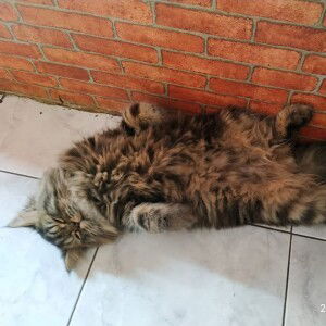 Listia Ningsih Hugo profile icon