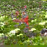 Nurul Aini profile icon