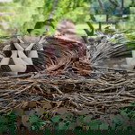 Angelica May Sahagun profile icon