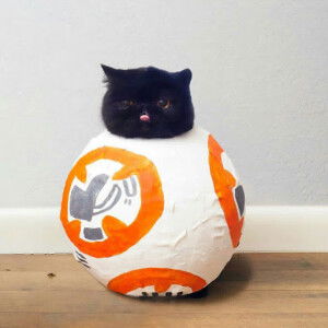 Farah Alia profile icon