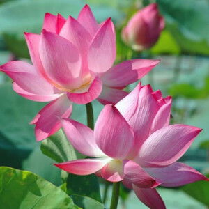 Phan Thi Diem profile icon