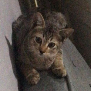 Ag Sharmila profile icon