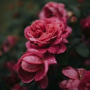 Rika Afrianti profile icon