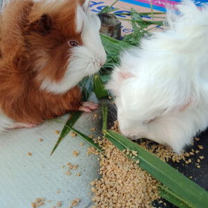 Camille Torres profile icon