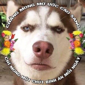 Thảo Hítle profile icon