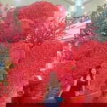 Apple Asoy Anlicao profile icon