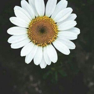 Khazilah binti Sharin profile icon