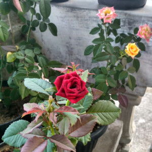 Rosi ahmad profile icon