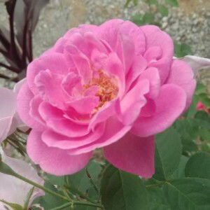 elok faiqotul hikmah profile icon