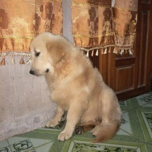 Papawin Nilnam profile icon