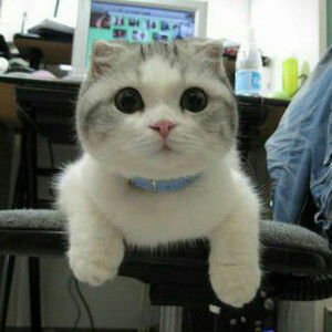 Masyrifah nur profile icon