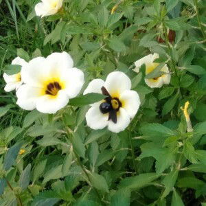 Nurul Ummu Azka profile icon