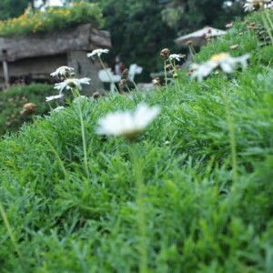 Irma Fuji Rahmawati profile icon