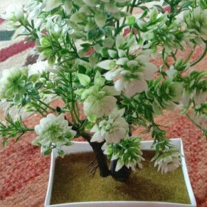 Misna Mamy Qalbi Misna profile icon