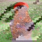 Arisa Chokmongkolchai profile icon