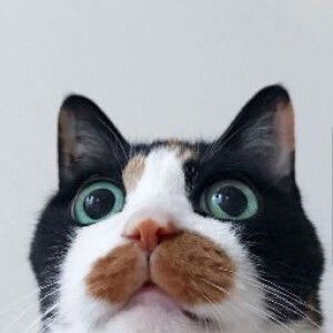 Nur Damia profile icon