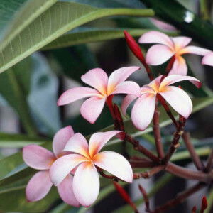 Sharifah nur bahijah Syed abdullah profile icon