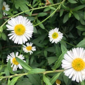 Alifia Rayhan profile icon