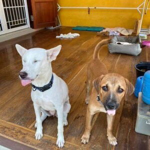 Anunya Pravasuk profile icon