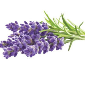 noorhanum abbas profile icon