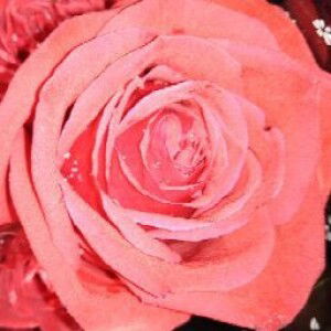 Jennifer Francis profile icon