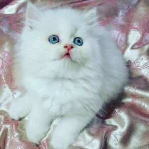 Hanis Nisah profile icon