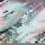 Hanis Nisah profile icon