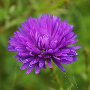 Millete Mallari profile icon